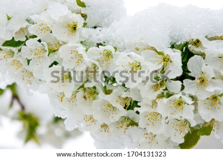 Snow on the flowers of a blossoming cherry, which fell in the second half of April.