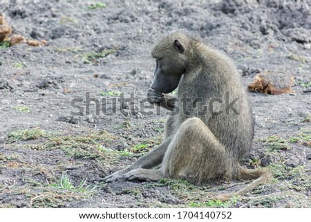 Encountered this Chacma Baboon while visiting the famous Kruger National Park in South Africa
