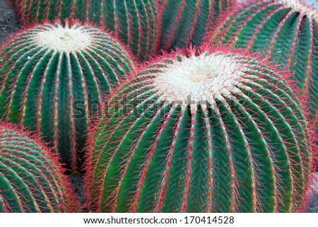 Cactus Plant.