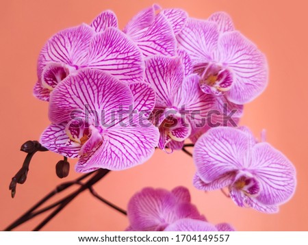 Beautiful orchid flower with isolated on orange background, Bouquet of purple, pink and white, Focus Stacked Image of Six Purple and White Orchids
