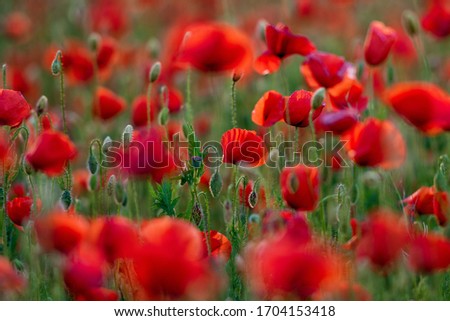 red poppy with blurry backgrounds