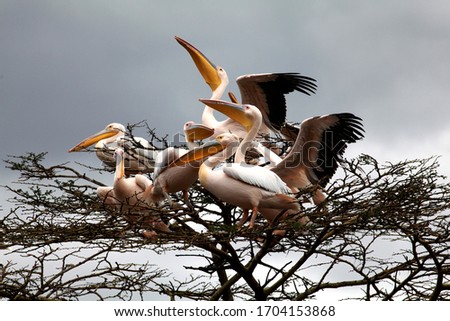 a group of rosy pelicans with large yellow beaks sits high up in a dry treetop, two have wide-open black and white wings. In the background
dark gray sky of a looming storm