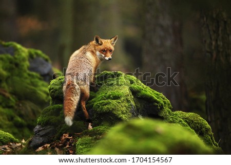 Red Fox, Vulpes vulpes in spring forest. Beautiful animal in the nature habitat. Wildlife scene from the wild nature. Royalty-Free Stock Photo #1704154567