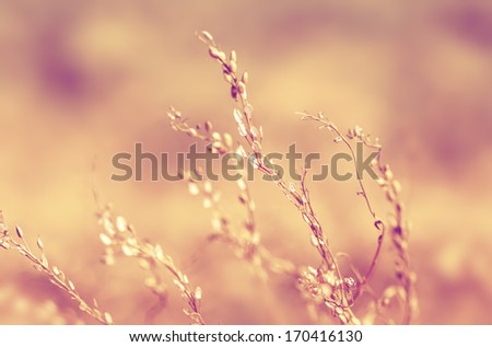 Wildflower background