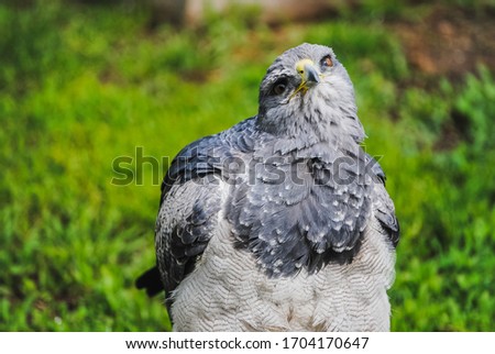 A color image of a gray eagle with a yellow beak and green blackground shaking its head (Geranoaetus Melanoleucus)