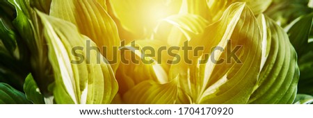 Host plant. Bright green background with leaves for design. Hosta in garden. Sunlight flare copyspace.