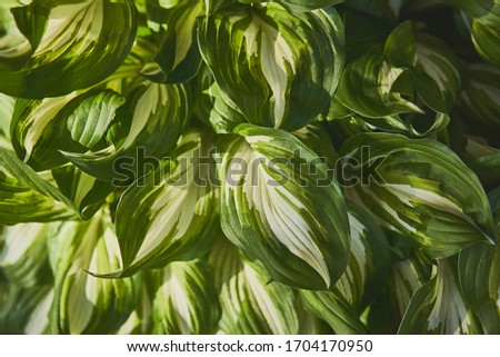 Host plant. Bright green background with leaves for design. Hosta in garden.