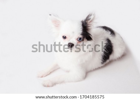 Beautiful long hairChihuahua isolated on a white background.