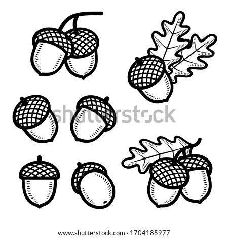 Acorns set. Collection icon acorns. Vector Royalty-Free Stock Photo #1704185977