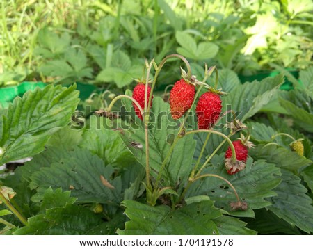 ripe red forest organic strawberries on branch