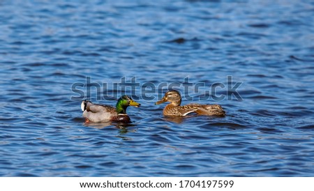 Two Mallard ducks in the lake.