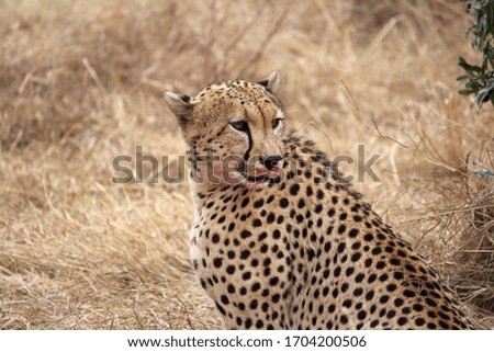 Cheetah hunting its prey in Africa