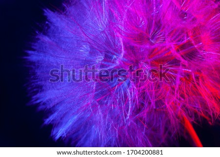 Big dandelion in pink-blue neon light. Abstract photo on a dark background. Element for graphic design. Picture for desktop with a plant.