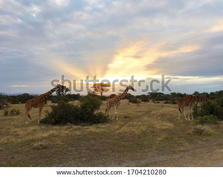 Sunset with giraffes during an African safari