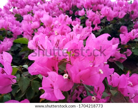Pink Flowers In the Park, Multan Selective Focus