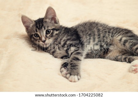 Cute gray tabby kitten lies on a fluffy cream fur blanket.