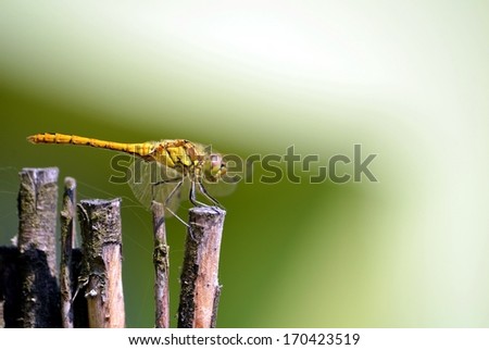 Dragonfly in camouflage on brown wood green background