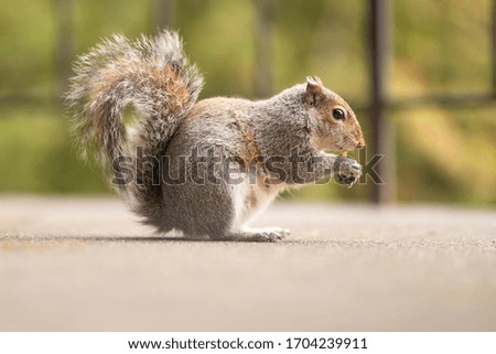 Photo of a squirrel with a nut on a green background in the park. A red mammal with a large and fluffy tail in the wildlife