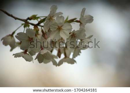 Sakura flowers blooming with burry background in the time of Spring, Japan.
