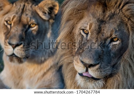 Lion photographed in South Africa. Picture made in 2019.
