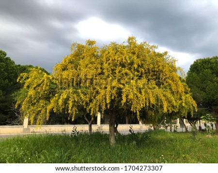Big yellow blooming mimosa tree spring flowers acacia dealbata  Royalty-Free Stock Photo #1704273307