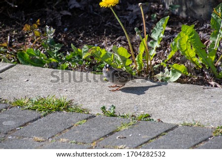 A picture of a White-crowned Sparrows  perching on the ground.     Vancouver BC Canada　
