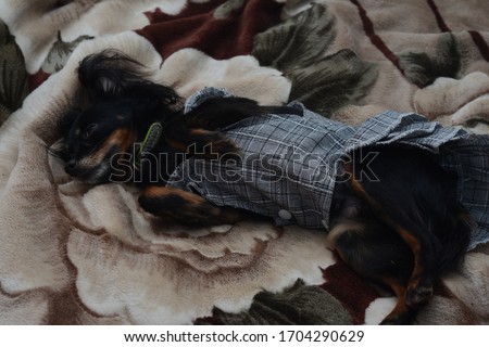 toy Terrier dog lying on the sofa