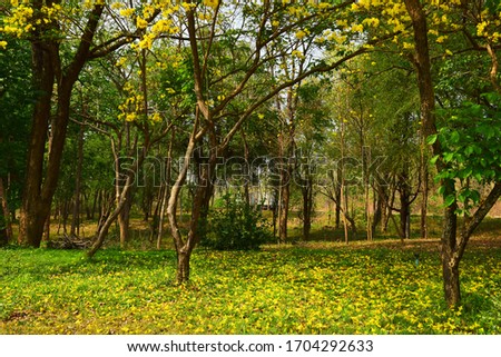 Beautiful green nature with colorful yellow flowers blooming for background