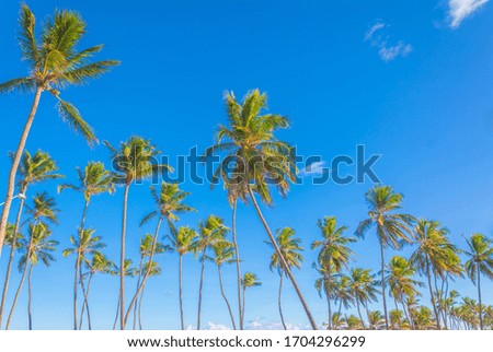 coconut trees in blue sky in bahia