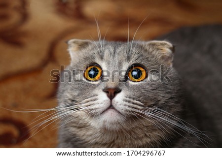 A beautiful cat of a fashionable breed Scottish fold asks to eat Royalty-Free Stock Photo #1704296767