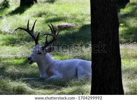 The white tailed deer, rare white color. Scene from Wisconsin conservation area.