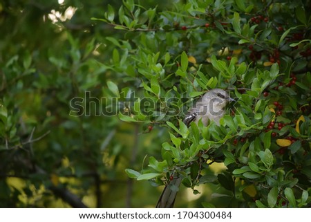 Northern mockingbird in tree with red berries