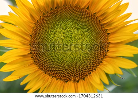 The Details of a Sunflower