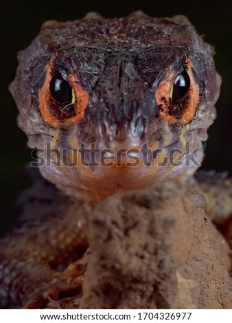 Unfocuses pictures grend ash texture background. crocodile skink. black ashes from night shot. Blurry and grainy