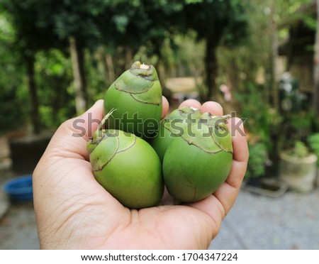 Close-up of a picture of a green betel nut in his hand.