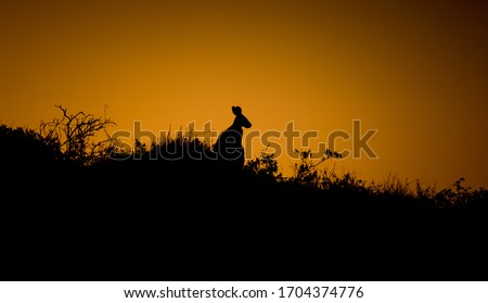 Kangaroo Silhouette looking right at Sunset with orange Sky