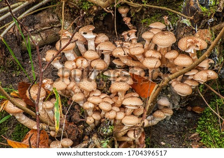 Mushrooms in the Duvenstedter Brook nature reserve in Hamburg