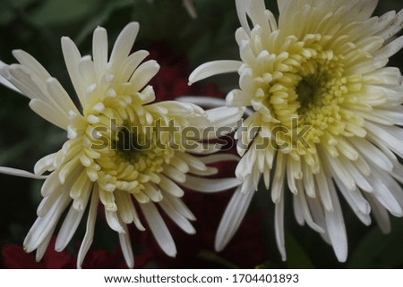Daisies are white. Daisies bloom beautifully, very beautiful flowers when they bloom.