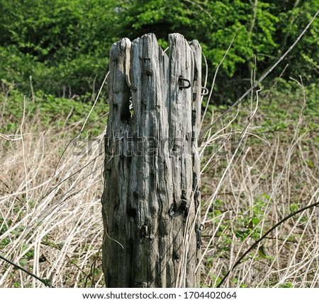 Old rustic wooden post with nails in it