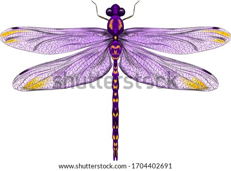 purple dragonfly with delicate wings vector illustration  Royalty-Free Stock Photo #1704402691