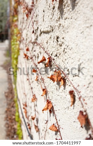 Dried ivy against stone wall. Ivy wallpaper. Dry branches over wall on street. Pattern texture of tree in spring.