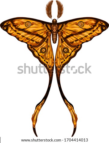 butterfly Madagascar comet yellow the most beautiful butterfly in the world vector illustration