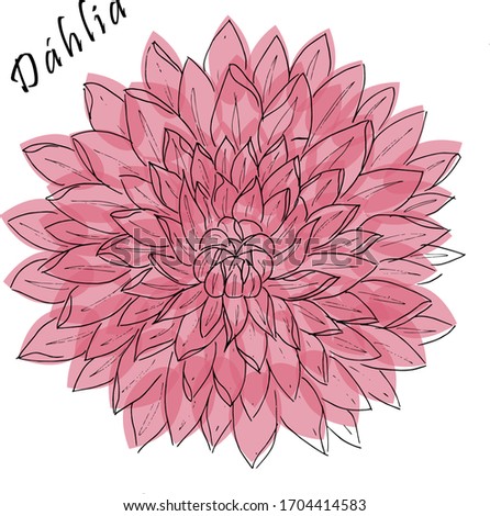 Dahlia flower in black and white with pink ovals in the background. The inscription in Latin "Dáhlia". Vector. Any color