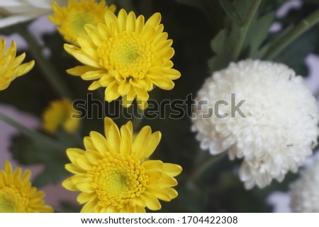 
Daisies, chrysanthemums. Daisies of various colors, light yellow and white daisies look beautiful. Daisies are ornamental plants.