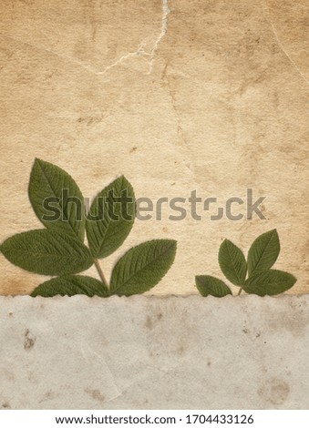 Vintage paper texture with dry plant background