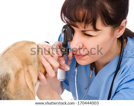 female professional vet doctor examining pet dog eyes
