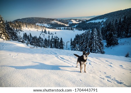 Dog in mountain, beautiful snowy winter landscape.