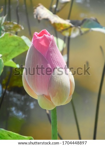 Lotus flower photo that is still bud
