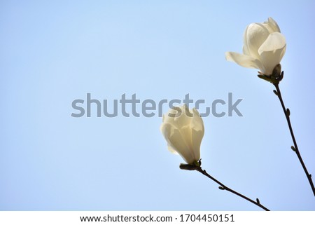 
Magnolia flowers  are in bloom.