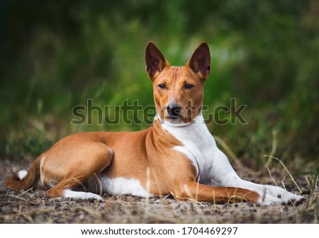 Dog basenji  lying on the grass Royalty-Free Stock Photo #1704469297